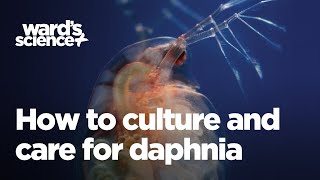 Caring and Culturing for Daphnia [upl. by Asilim]