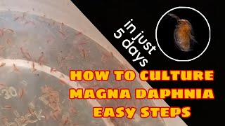 How to Culture Magna Daphnia Easily [upl. by Pickering]