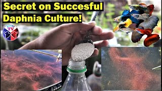 How to Culture Daphnia Successfully [upl. by Melac682]