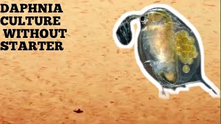 HOW TO CULTURE DAPHNIA NATURALLY WITHOUT A STARTER [upl. by Quintie]