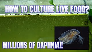 How to Culture Daphnia Secret Method to Breed MILLIONS  Simply Aquatic [upl. by Ahsilek]