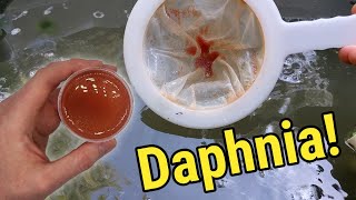 How I Culture Daphnia In Outdoor Tubs [upl. by Jenks28]