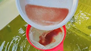 How to culture daphnia  Daphnia culture  How to grow daphnia outdoor [upl. by Delwin]