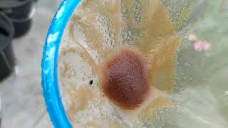 How to culture daphnia moina in a small container Part 1 English Subtitle [upl. by Vallo]