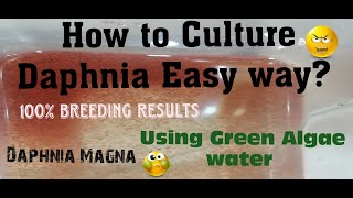 Daphnia MagnaHow to Culture Daphnia Easy wayCulturing Daphnia using Green water Daphnia [upl. by Scammon]