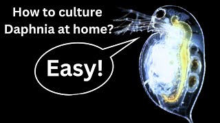 BEST Live Fish Food Beginner guide How to Culture Daphnia at home [upl. by Mickelson]