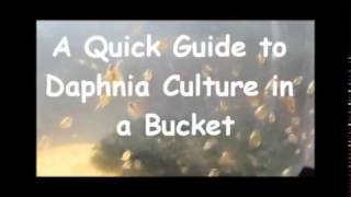 How to culture daphnia outside [upl. by Anitnas]