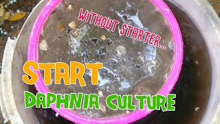 How to culture daphnia moina the easy way 1  Starting the Daphnia culture [upl. by Groh466]