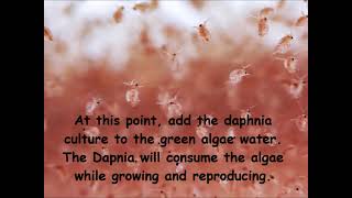 Daphnia  How to grow daphnia in your home [upl. by Althee]