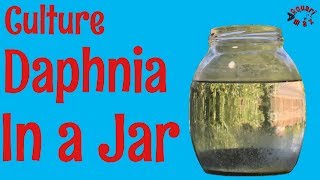 How to Culture Daphnia in a Jar [upl. by Annawik]