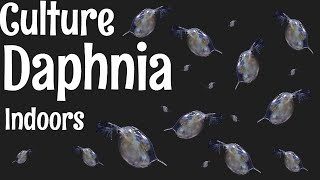 How to Culture Daphnia [upl. by Maximilian]