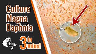 How to culture DAPHNIA MAGNA  The easy way [upl. by Adamson953]