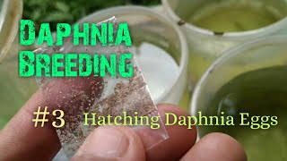 Daphnia Culture made simple and easy 3  Hatching Daphnia eggs [upl. by Arymat151]