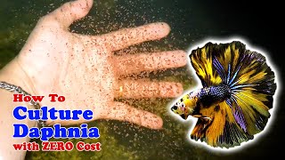 How to Culture Daphnia with ZERO Cost  Unlimited Live Food For Our Fish [upl. by Krm]