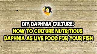 DIY Daphnia Culture How to Culture Nutritious Daphnia as Live Food for Your Fish [upl. by Inattyrb]