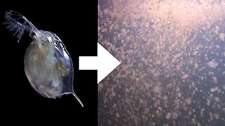 How I Culture Daphnia [upl. by Hannibal]