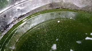 DAPHNIA MOINA CULTURE IN A SMALL BUCKET [upl. by Yror]