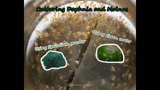 How To Culture Daphnia and Moinas using Green Water Spirulina powder [upl. by Milstone560]