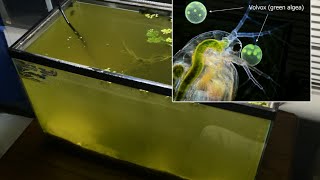 Raising Daphnia for the Freshwater Aquarium [upl. by Hbahsur377]