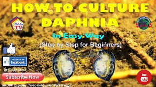 HOW TO CULTURE DAPHNIA In Easy Way [upl. by Nailuj]